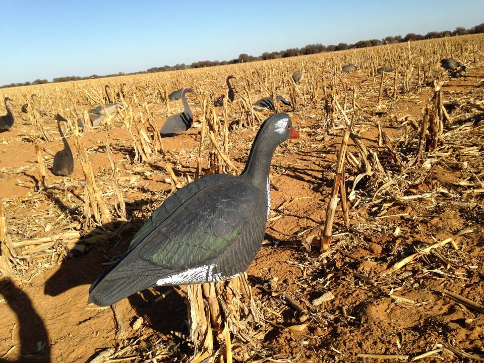 Decoying spur winged geese hunting in Africa.jpg